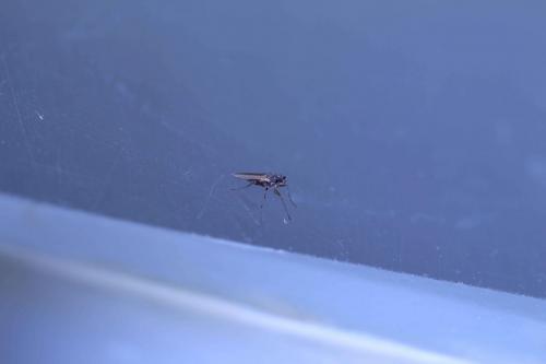 Lonchoptera sp.